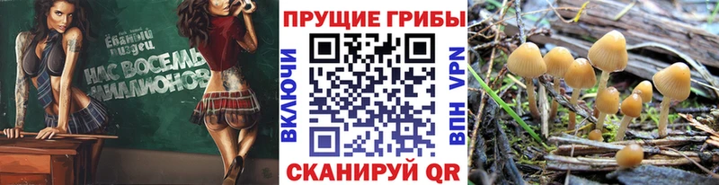 Галлюциногенные грибы ЛСД  Видное 